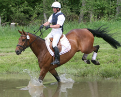 Ein Pferd fürs Championat? Escada JS, hier mit Andreas Brandt im Sattel, wird künftig von Ingrid Klimke geritten. Foto: Jutta Wego